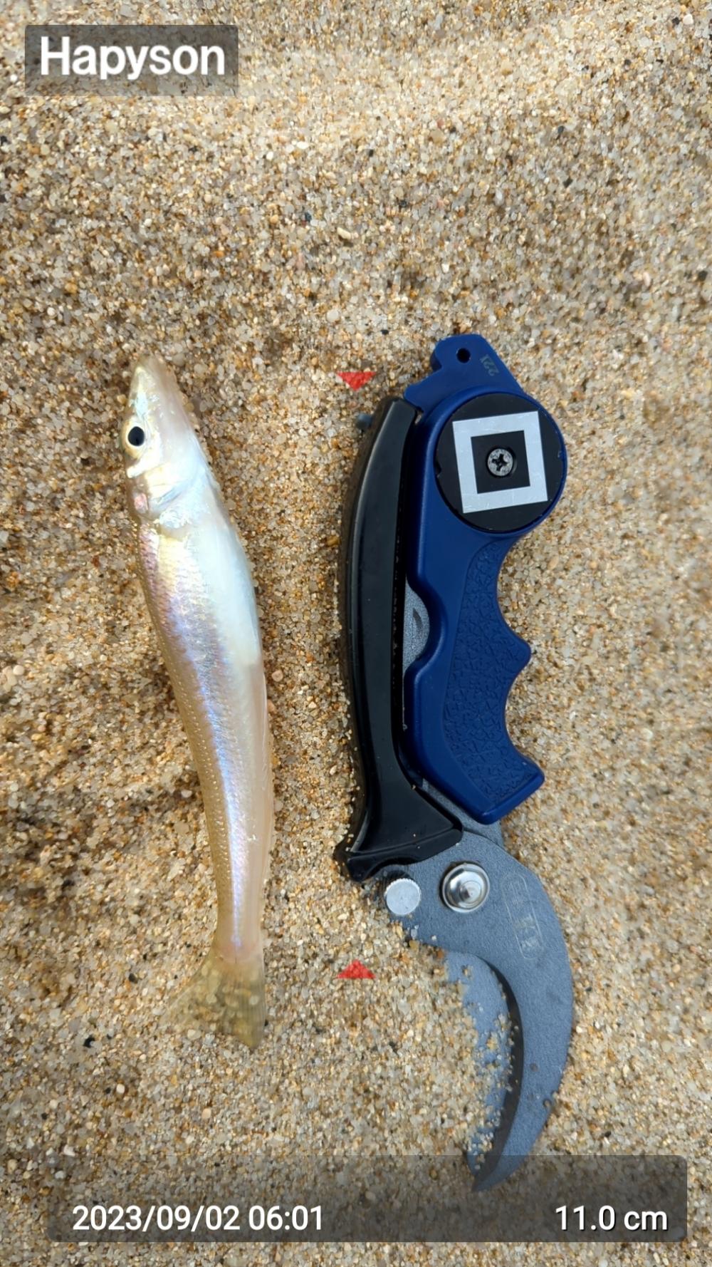 キス狙いでちょい投げ