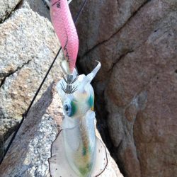 磯で秋エギング