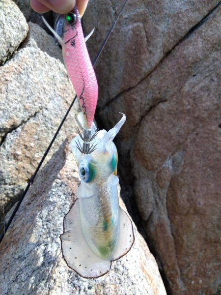 磯で秋エギング