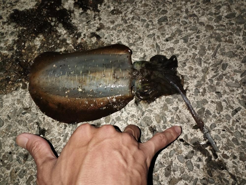 初アオリイカゲット!