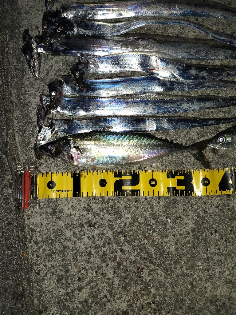 タチウオ、大サバ