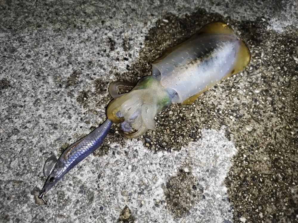 今年初アオリイカ