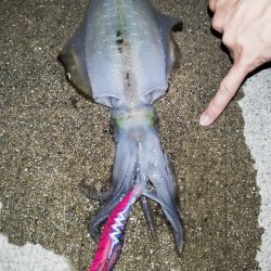 アオリイカ好調