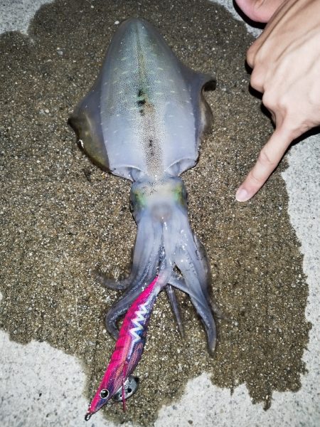 アオリイカ好調