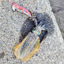 一年振りのエギング！