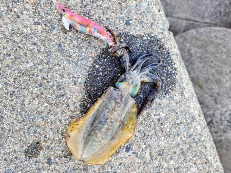 一年振りのエギング！