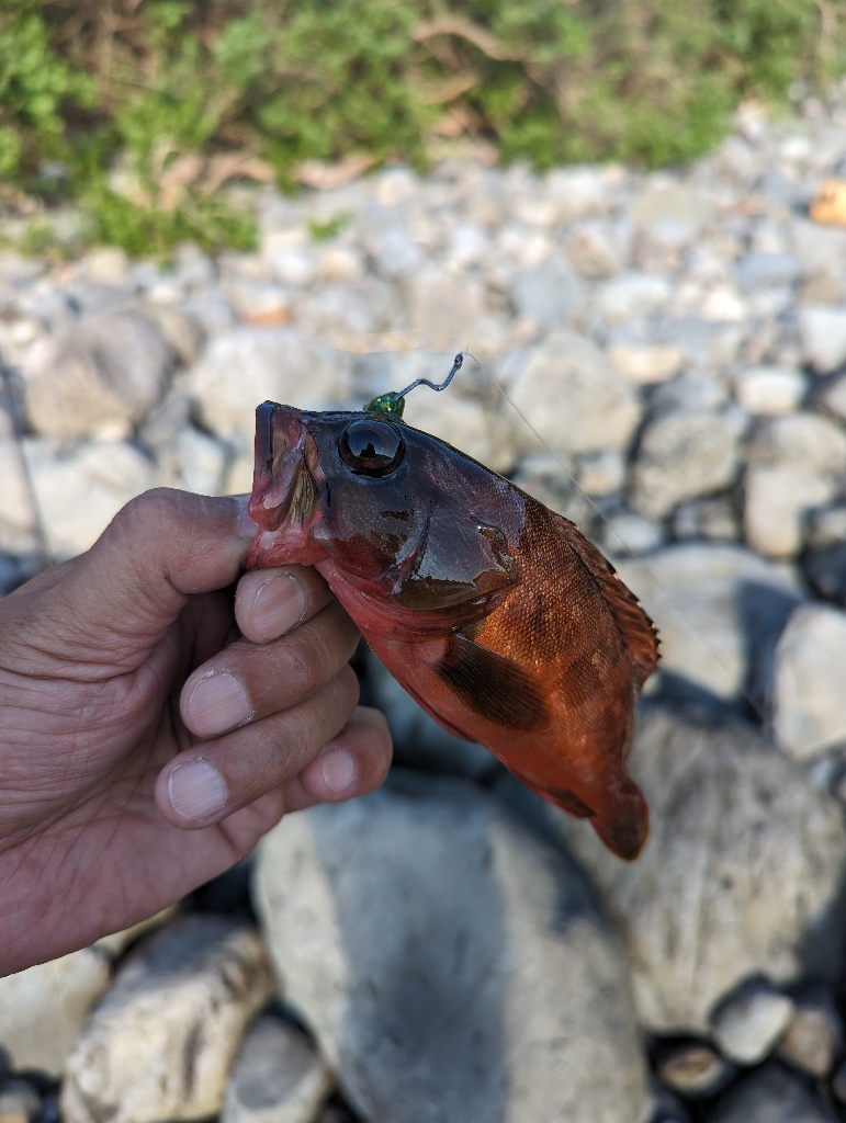 陸っぱり釣行記