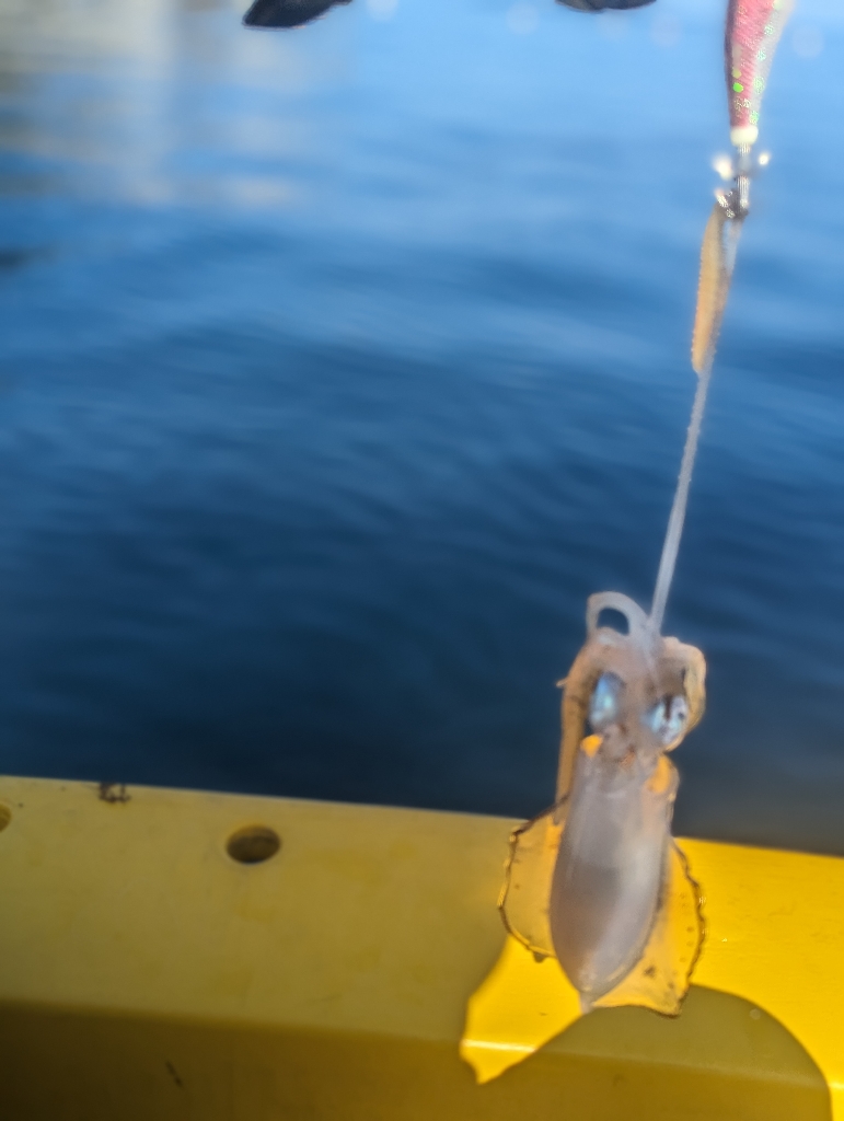 イカ何処いった?