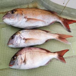 一つテンヤ真鯛in明石☆