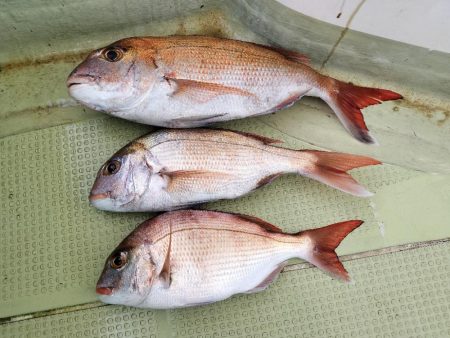 一つテンヤ真鯛in明石☆