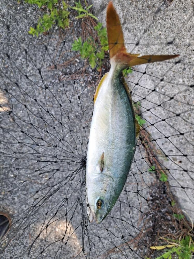 久しぶりの青物複数安打