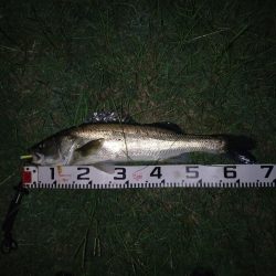 久しぶりの一本