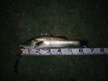 久しぶりの一本