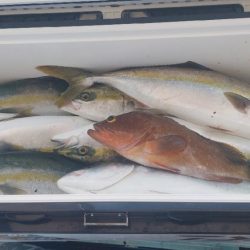 沼島のジギングと落とし込み