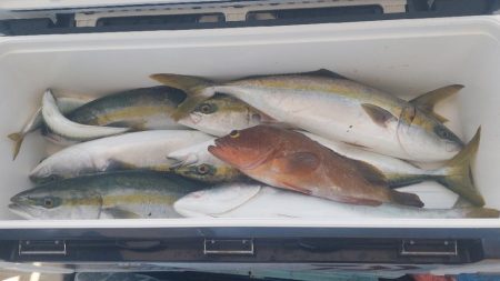 沼島のジギングと落とし込み