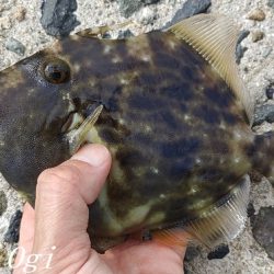 昼までの釣行でカワハギ15枚！