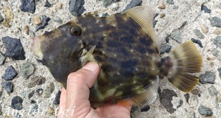 昼までの釣行でカワハギ15枚！