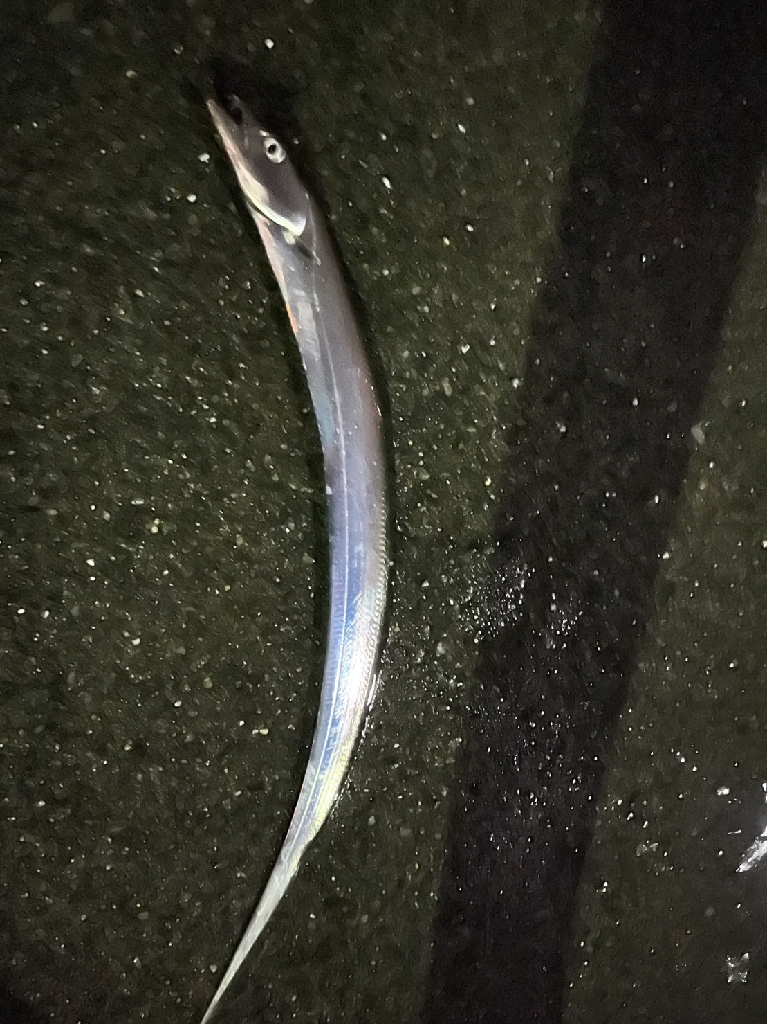 タチウオゲット