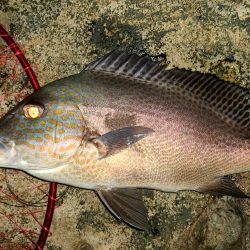 和歌山市江（吉丸渡船）で磯夜釣り