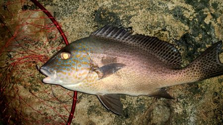 和歌山市江（吉丸渡船）で磯夜釣り