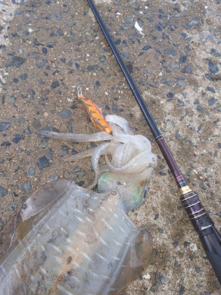 曇時々雷雨エギングIN対馬