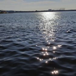 サヨリ爆釣のはずが