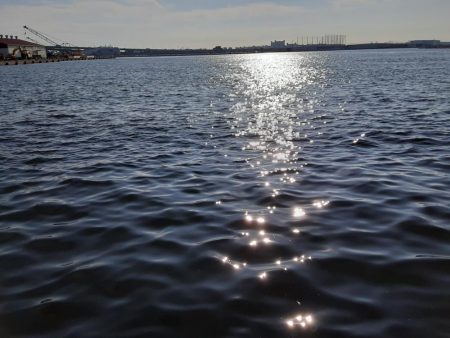 サヨリ爆釣のはずが