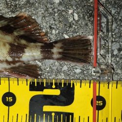 カサゴイベント