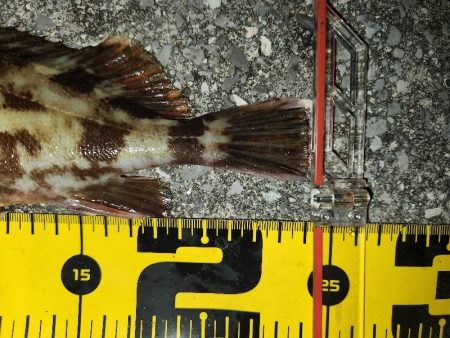 カサゴイベント