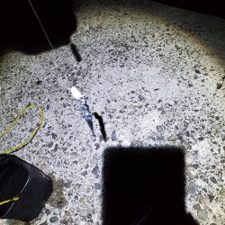 夕マズメのタチウオ