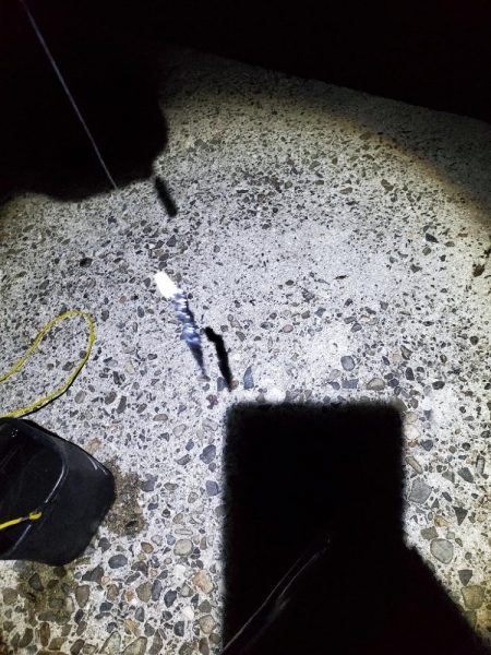 夕マズメのタチウオ