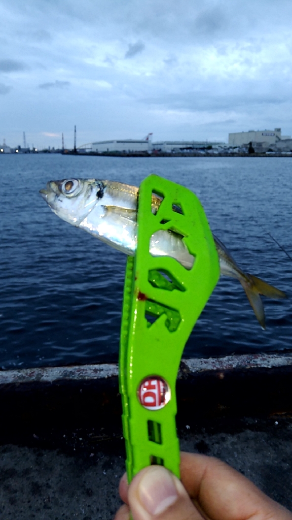 食いがシブい　サヨリちゃん