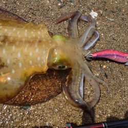 爆風エギングIN対馬