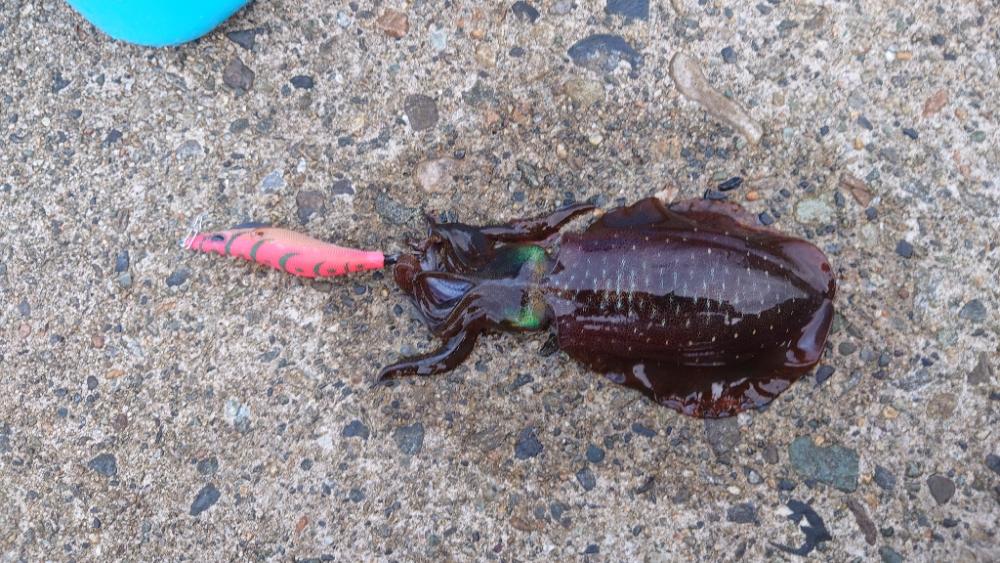 久しぶりの釣行