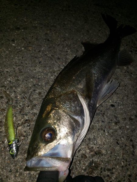 シーバス釣り