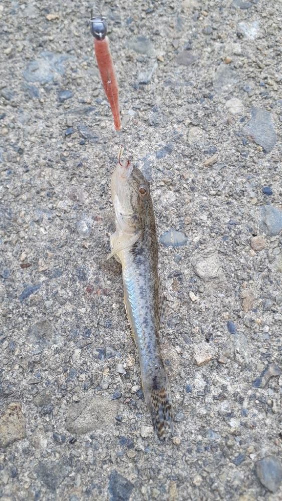 安定のハゼ(^.^)