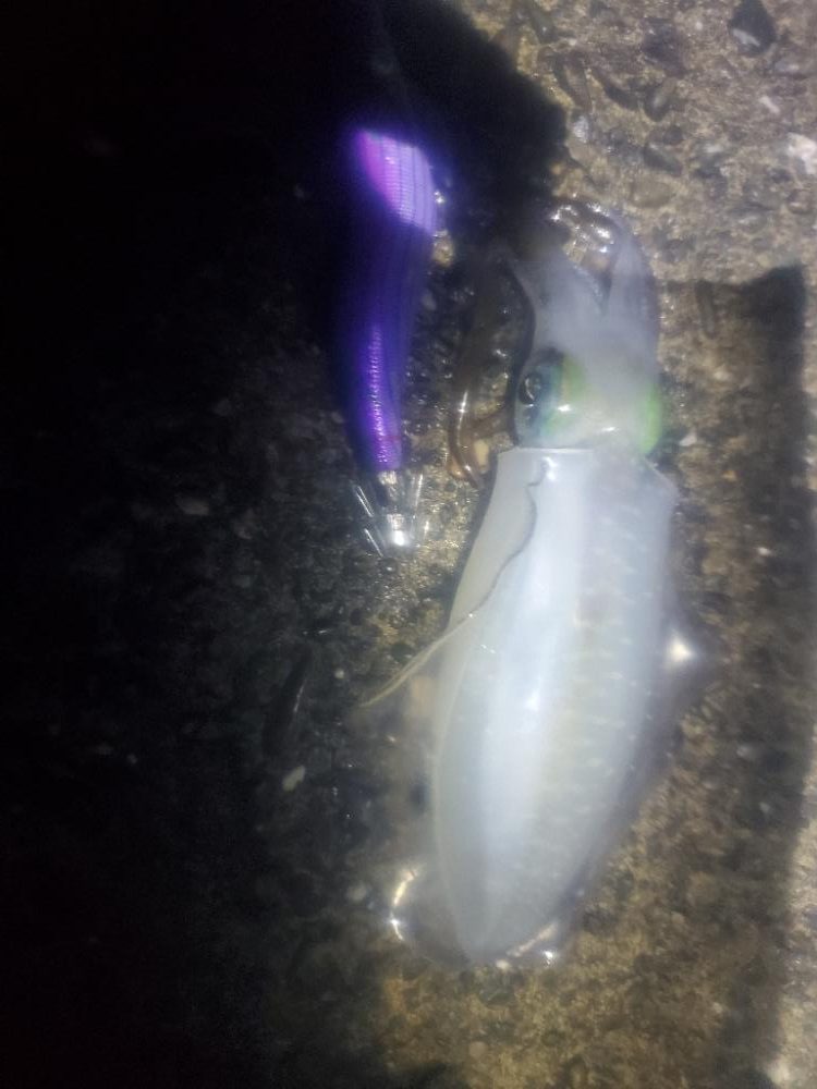 イカのサイズ確認