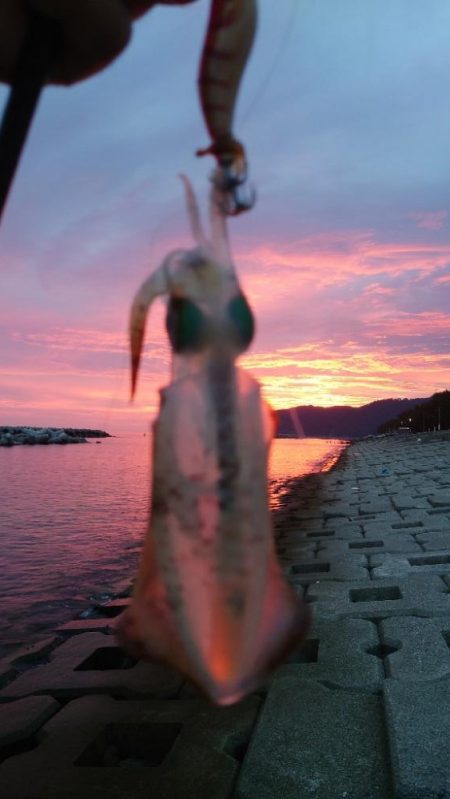 早朝短時間釣行