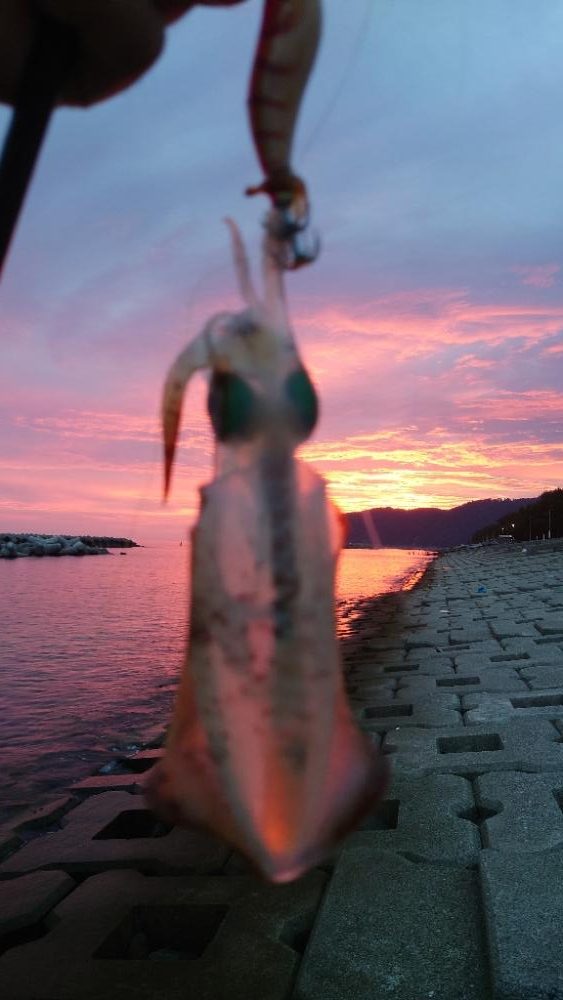 早朝短時間釣行