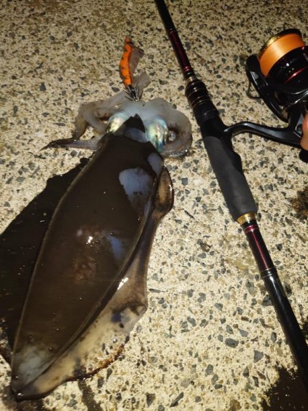 シゴオワエギングIN対馬