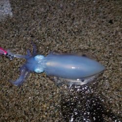 大潮でしたが釣果渋い