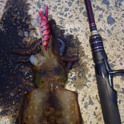 ナイトエギングIN対馬