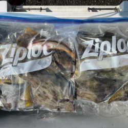 今季のカワハギ釣り開幕戦です