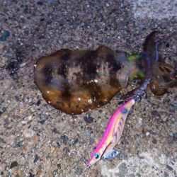 今日もエギング