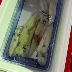 今年最後のイカメタル❗