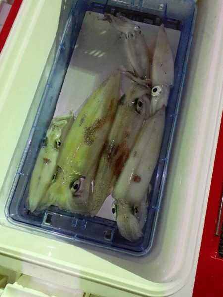 今年最後のイカメタル❗