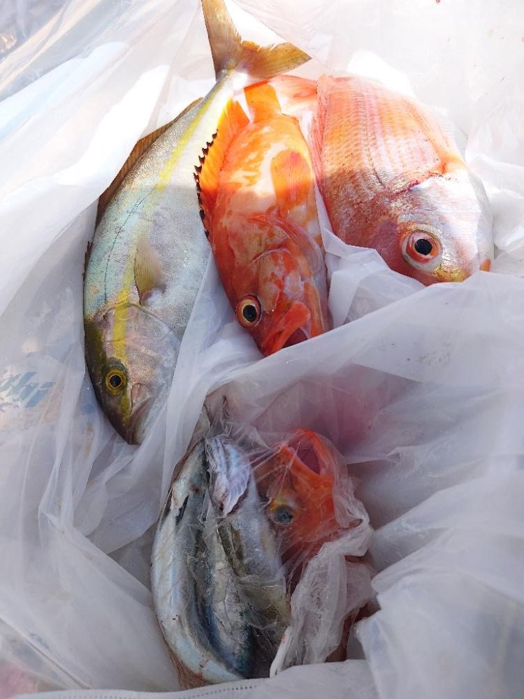 今年初の五目ジギング