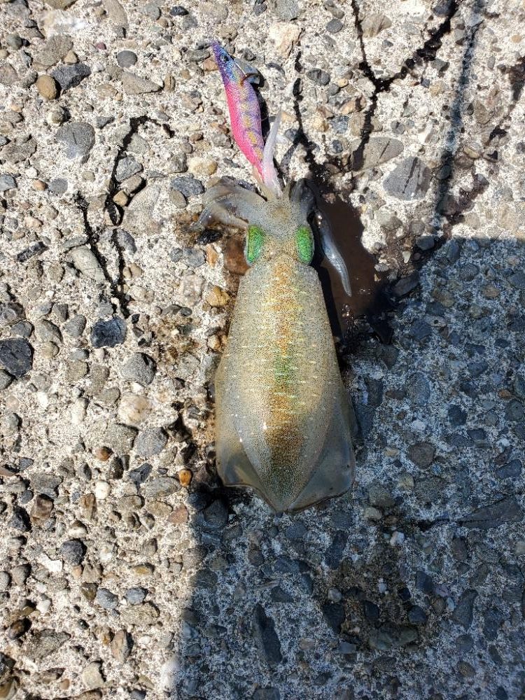 アオリイカ　タチウオです。