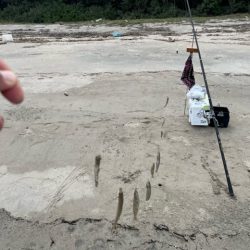 虹ノ松原はキスの群れが凄かった