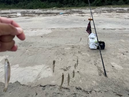 虹ノ松原はキスの群れが凄かった